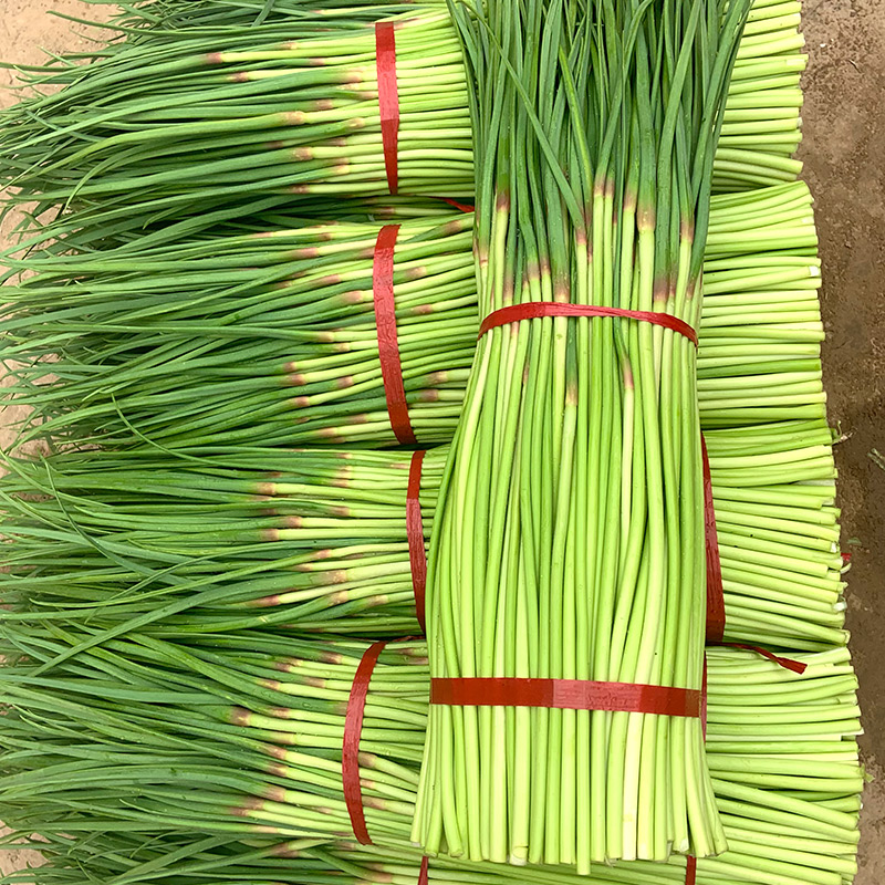 2022现货蒜苔新鲜5斤农家蔬菜蒜毫蒜薹蒜苗农家自种自然当季整箱