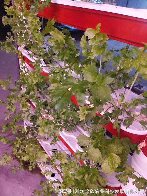 水培蔬菜工厂的出现,让大家在一年四季都可以吃的新鲜的蔬菜